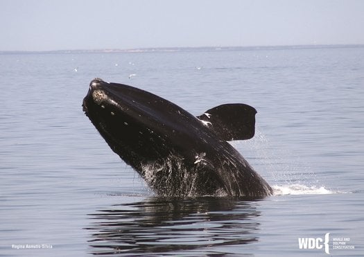 image of Speak up for right whales!